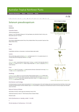 Solanum Pseudocapsicum Click on Images to Enlarge