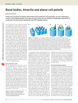 Basal Bodies, Kinocilia and Planar Cell Polarity