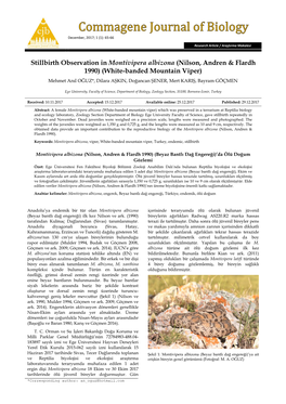 Stillbirth Observation in Montivipera Albizona (Nilson, Andren & Flardh