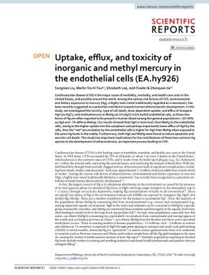 Uptake, Efflux, and Toxicity of Inorganic and Methyl Mercury in the Endothelial Cells (EA.Hy926)