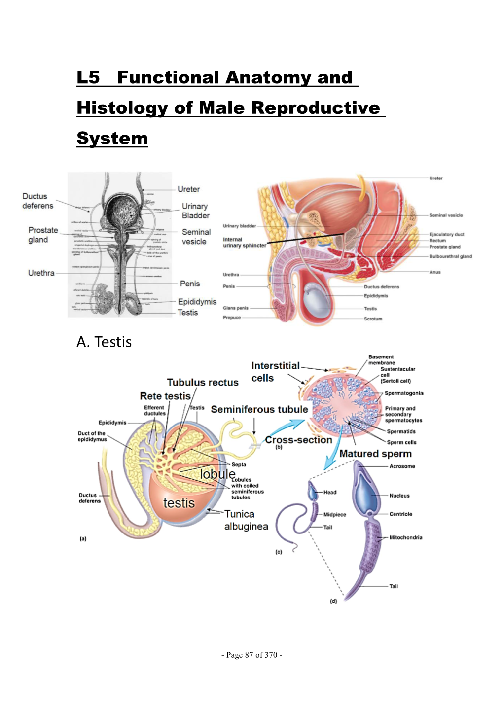 L5 Functional Anatomy and Histology of Male Reproductive System