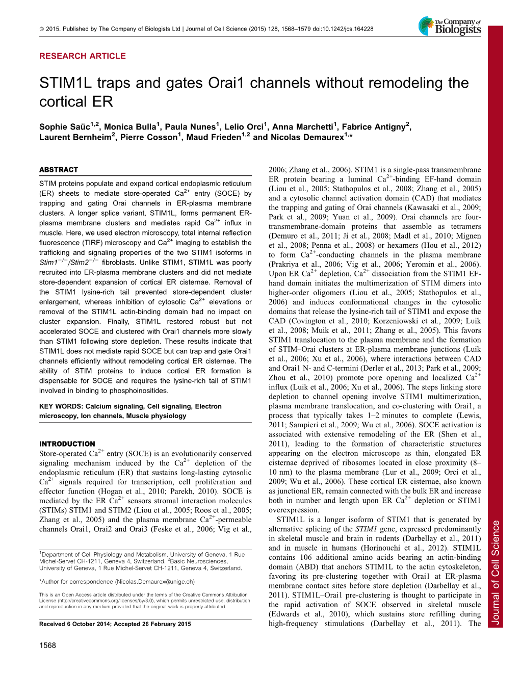 STIM1L Traps and Gates Orai1 Channels Without Remodeling the Cortical ER