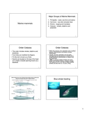 Marine Mammals Order Cetacea Order Cetacea Blue Whale Feeding