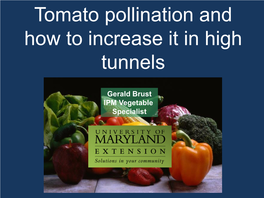 Tomato Pollination and How to Increase It in High Tunnels