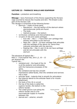 Lecture 22 - Thoracic Walls and Diaphram