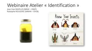 Webinaire Atelier « Identification » Jean-Yves RASPLUS (INRAE – CBGP) Rodolphe ROUGERIE (MNHN – ISYEB)