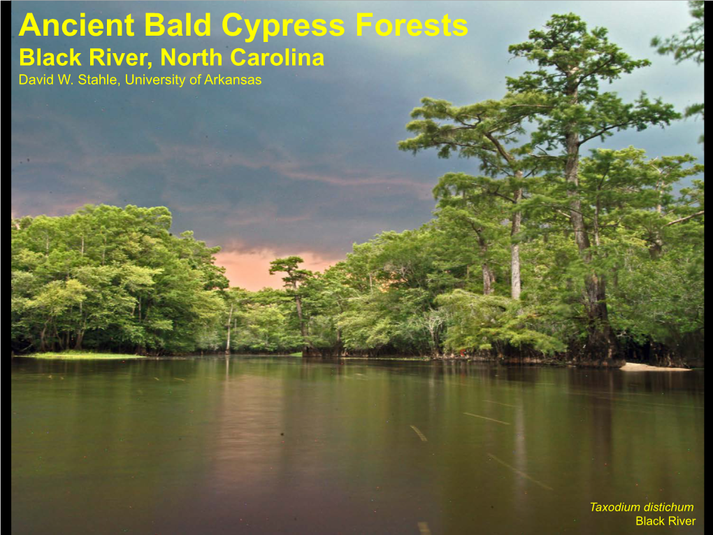 Ancient Bald Cypress Forests Black River, North Carolina David W