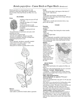Betula Papyrifera- Canoe Birch Or Paper Birch