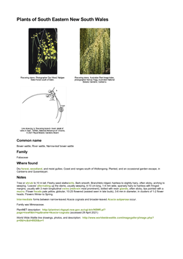 Acacia Cognata and Broader-Leaved Acacia Subporosa Occur