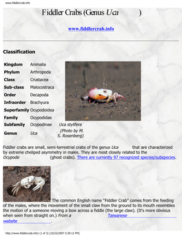 Fiddler Crabs (Genus Uca )