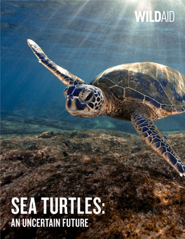 Sea Turtles: an Uncertain Future 02