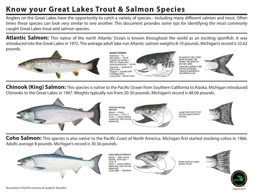 Know Your Great Lakes Trout and Salmon Species, an Identification Tool