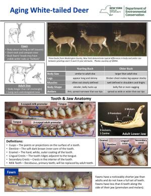 Aging White-Tailed Deer in NY