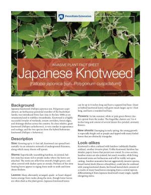 Japanese Knotweed (Fallopia Japonica [Syn