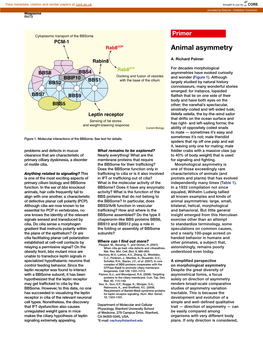 Animal Asymmetry