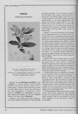 TANOAK (Lithocarpus Dens If Lora)