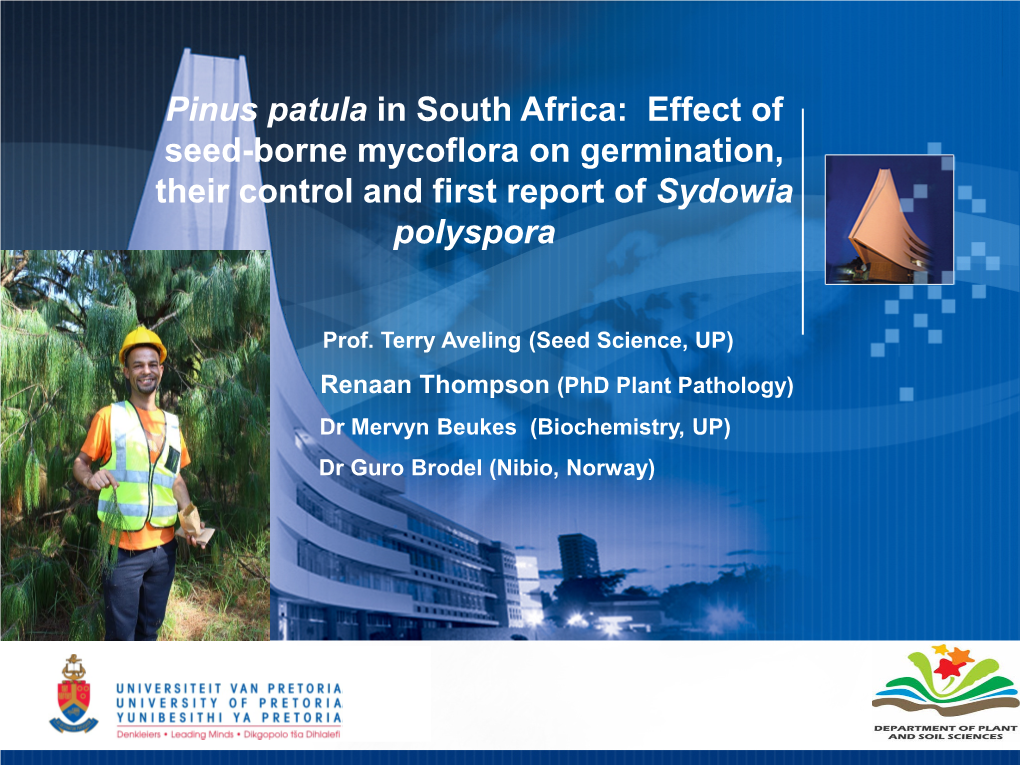 Pinus Patula in South Africa: Effect of Seed-Borne Mycoflora on Germination, Their Control and First Report of Sydowia Polyspora