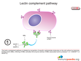 Lectin Complement Pathway