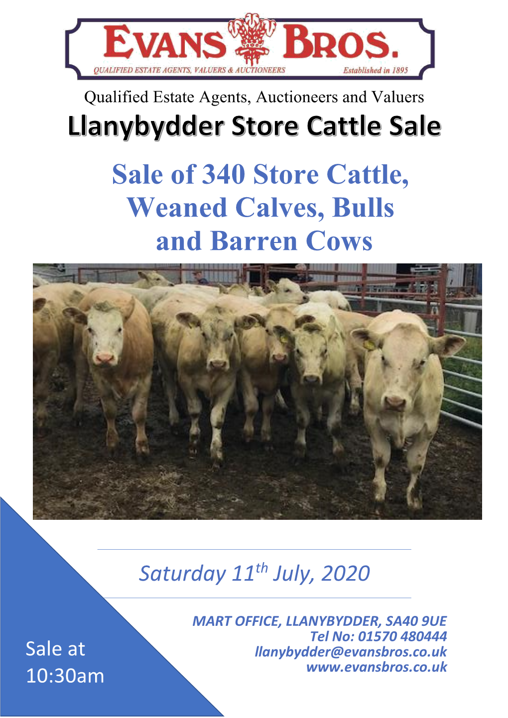 Sale of 340 Store Cattle, Weaned Calves, Bulls and Barren Cows