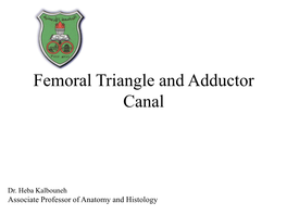 Femoral Triangle and Adductor Canal