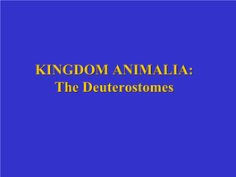 KINGDOM ANIMALIA: the Deuterostomes Animal Diversity