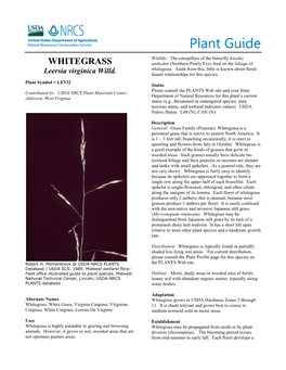Leersia Virginica Plant Guide