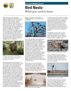 Bird Nests- What You Need to Know