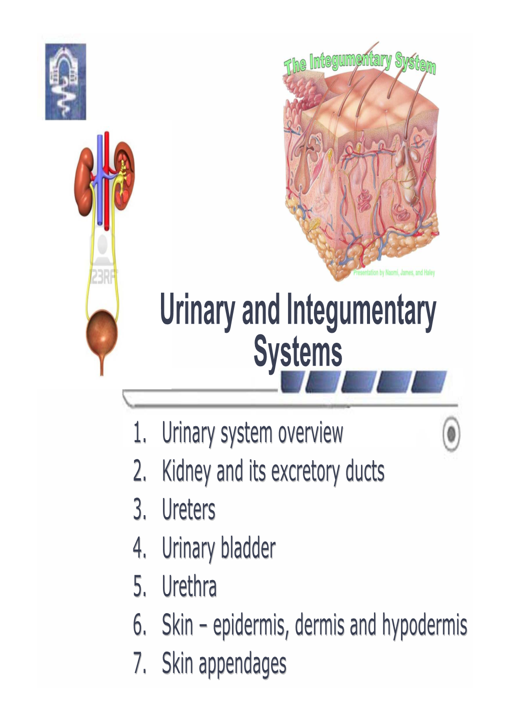 Urinary and Integumentary Systems