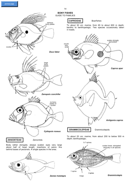 Bony Fishes Guide to Families