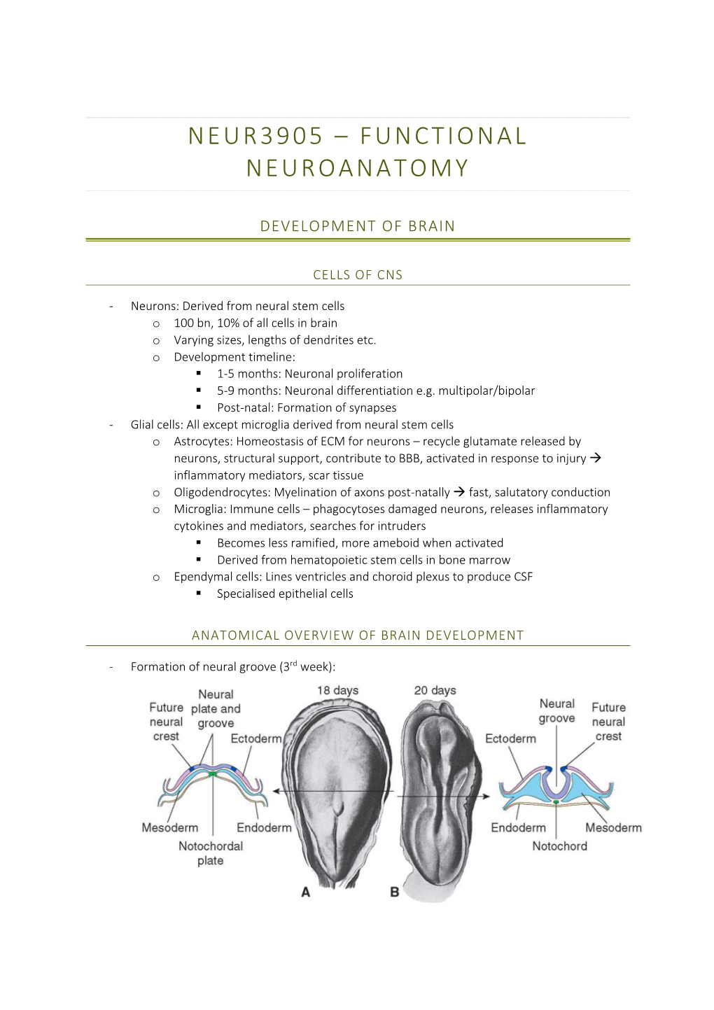 Neur3905 – Functional Neuroanatomy