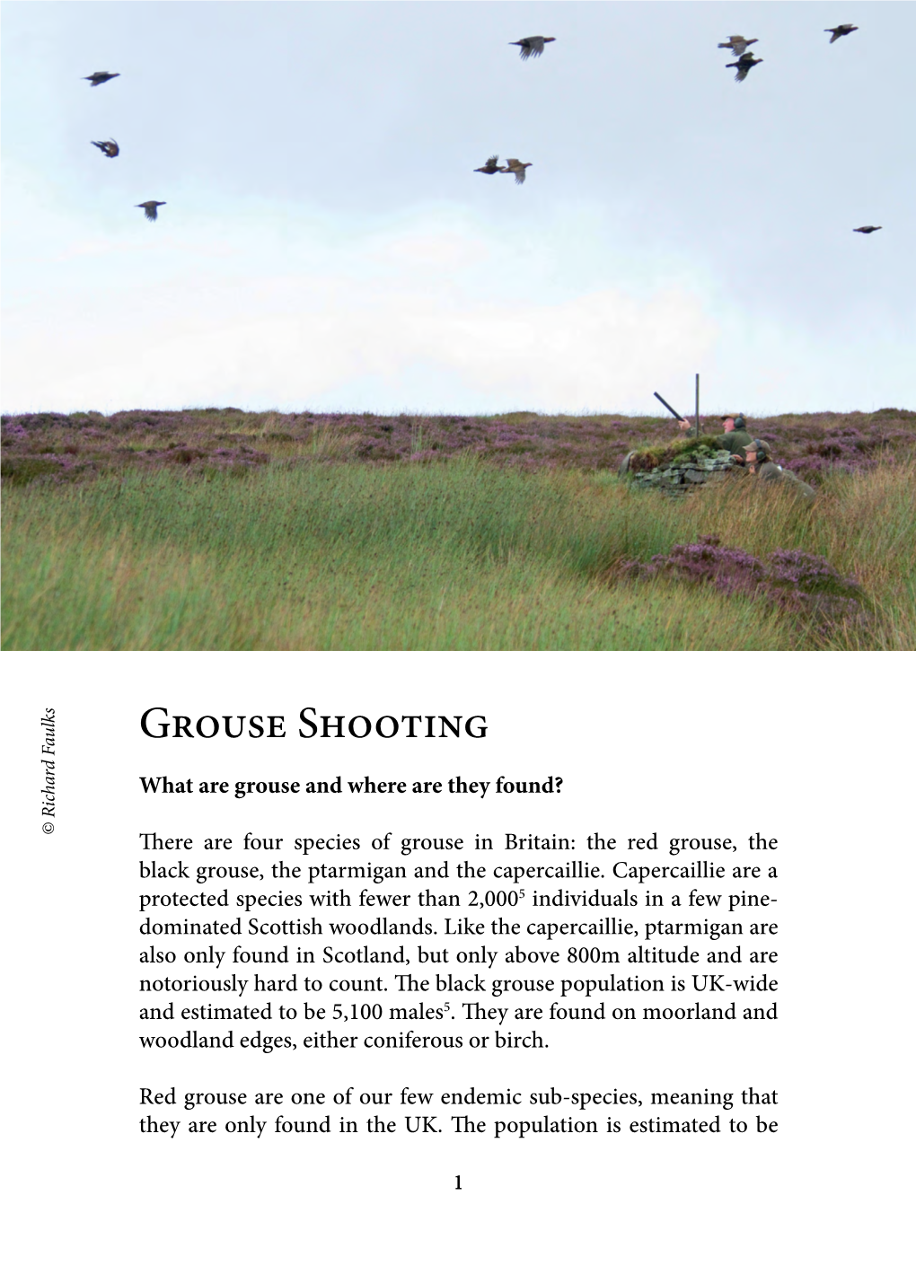 Grouse Shooting