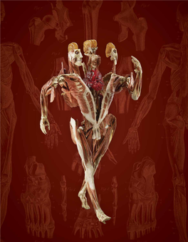 BODY WORLDS Exhibition of Human Anatomy by Page Selinsky