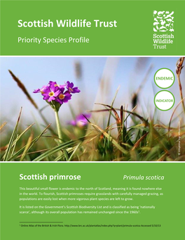 Scottish Primrose Primula Scotica