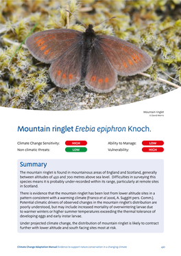 Mountain Ringlet Erebia Epiphron Knoch