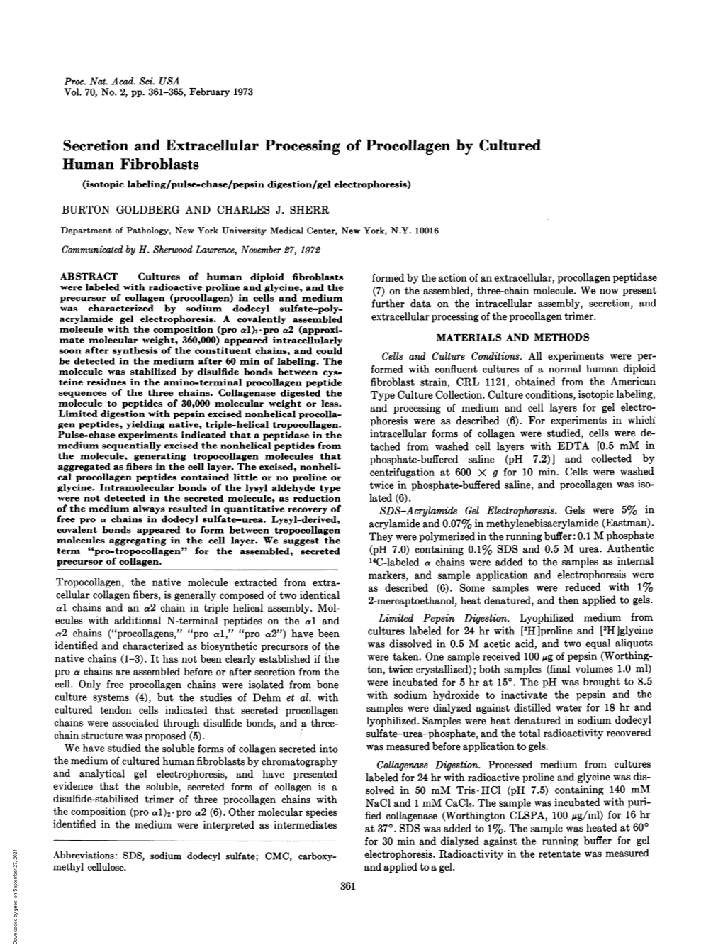 Secretion and Extracellular Processing of Procollagen by Cultured Human Fibroblasts (Isotopic Labeling/Pulse-Chase/Pepsin Digestion/Gel Electrophoresis)