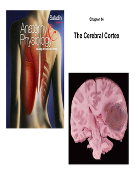 The Cerebral Cortex Cerebrum - Gross Anatomy