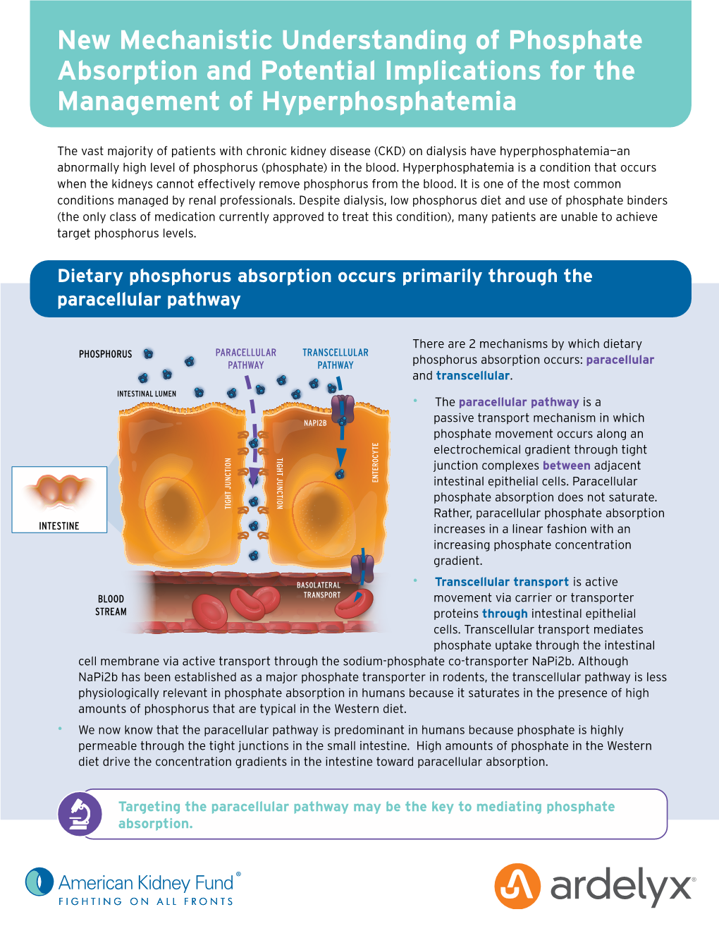 New Mechanistic Understanding of Phosphate Absorption and Potential Implications for the Management of Hyperphosphatemia