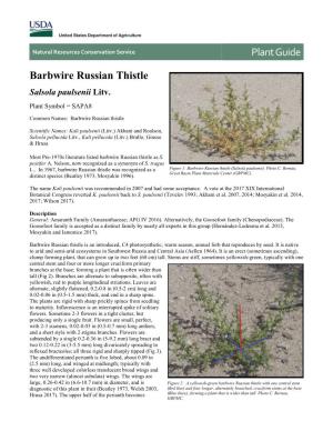Barbwire Russian Thistle