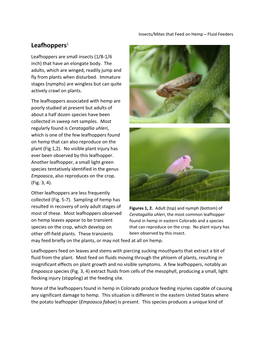 Leafhoppers1