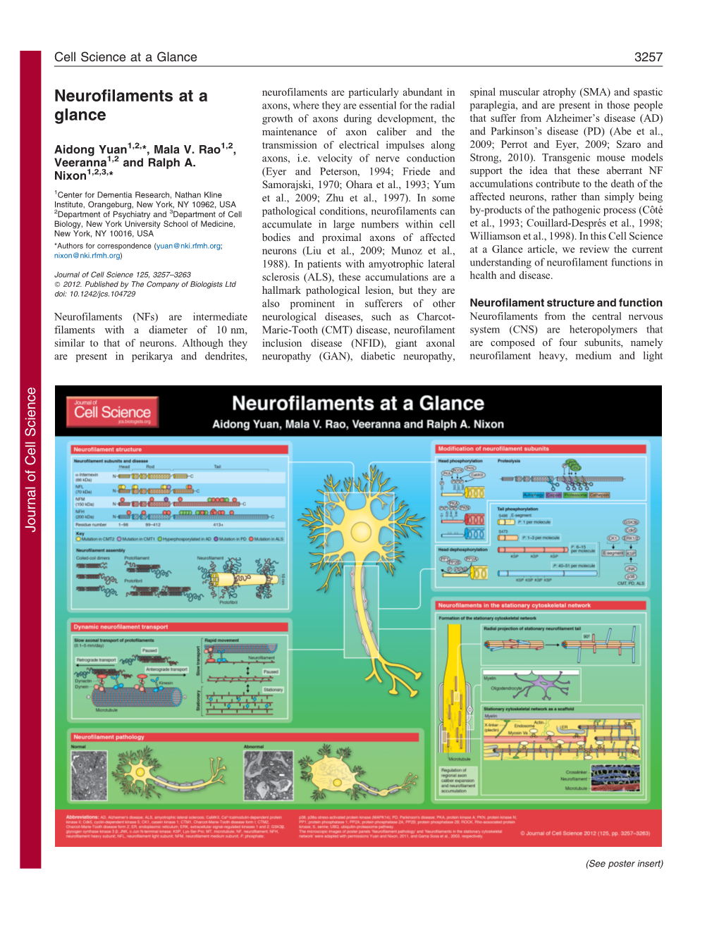 Neurofilaments at a Glance