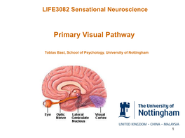 Primary Visual Pathway