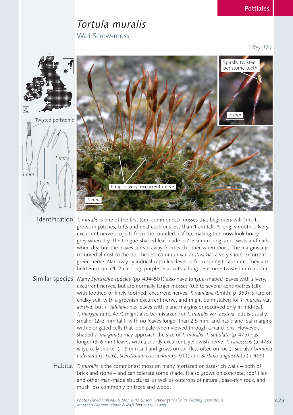 Tortula Muralis Wall Screw-Moss Key 121