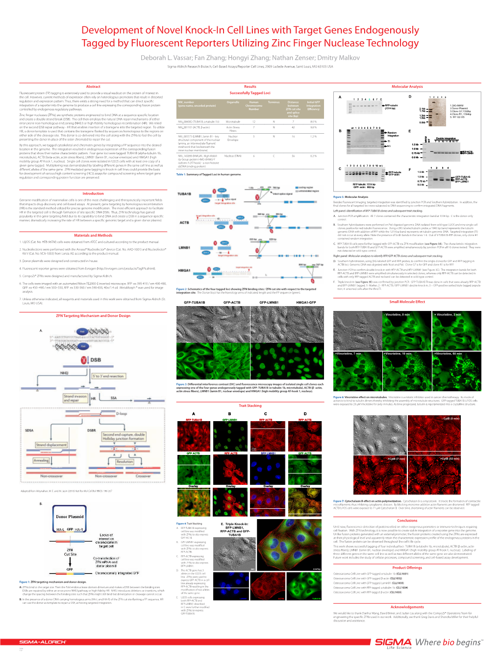 Development of Novel Knock-In Cell Lines with Target Genes Endogenously Tagged by Fluorescent Reporters Utilizing Zinc Finger Nuclease Technology Deborah L