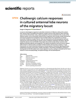 Cholinergic Calcium Responses in Cultured Antennal Lobe Neurons of the Migratory Locust Gregor A