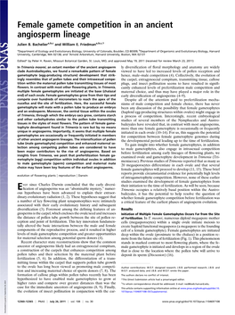 Female Gamete Competition in an Ancient Angiosperm Lineage