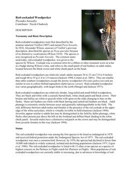 Red-Cockaded Woodpecker Picoides Borealis Contributor: Nicole Chadwick