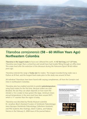 Titanoboa Cerrejonensis (58 – 60 Million Years Ago) Northeastern Colombia