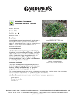 Gardener's Supply Company Little Gem Cotoneaster