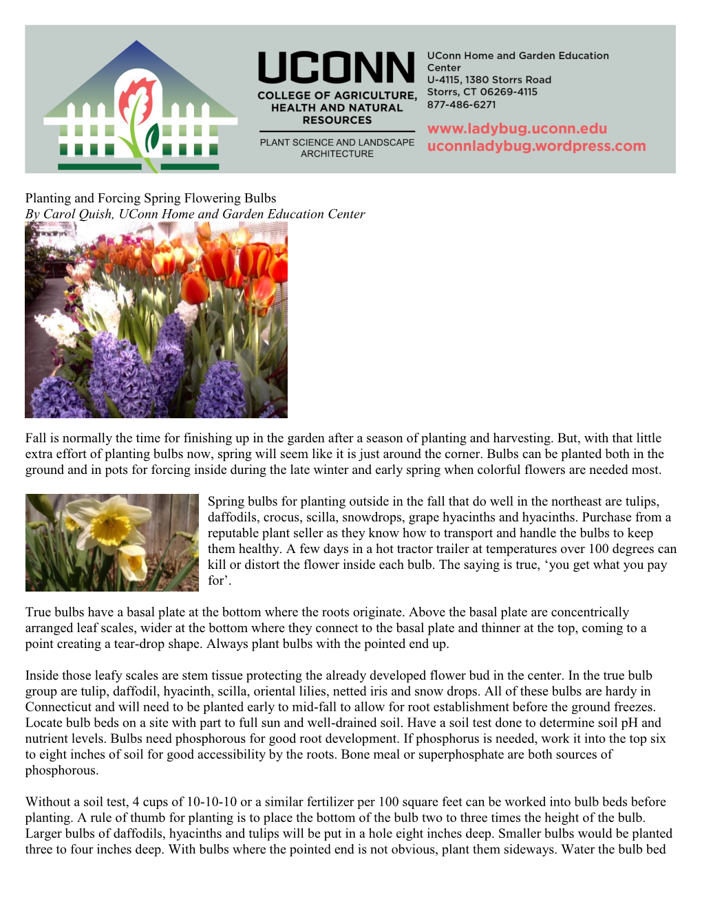 Planting and Forcing Spring Bulbs