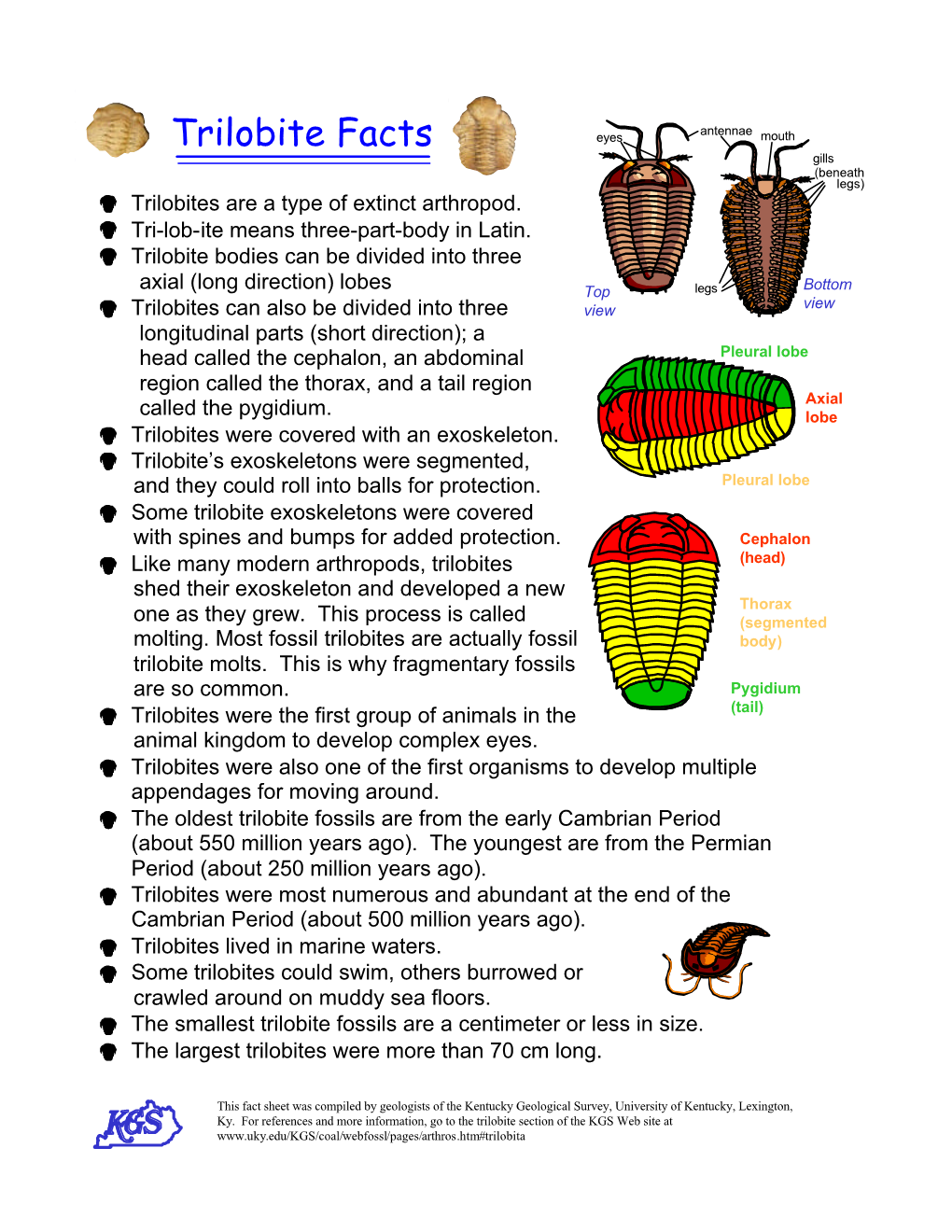 Trilobite Facts Eyes Mouth Gills (Beneath Legs) · Trilobites Are a Type of Extinct Arthropod